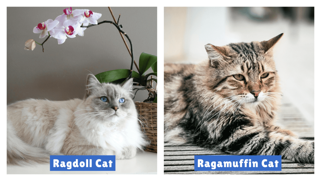 Side-by-side comparison of a Ragdoll Cat vs Ragamuffin, highlighting breed differences—Ragdoll with blue eyes and pointed coat beside an orchid, Ragamuffin with a multicolored fluffy coat and greenish-yellow eyes on wood.