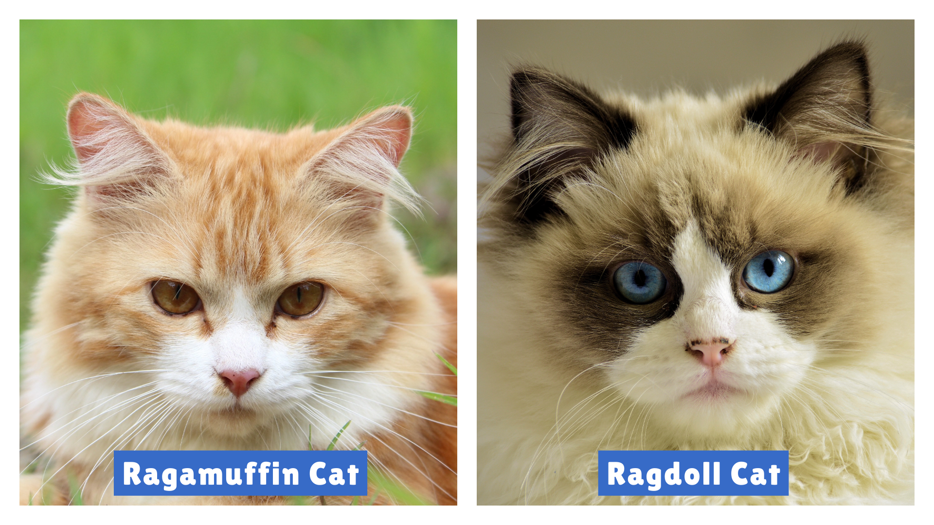 Ragdoll Cat vs Ragamuffin shown side by side—Ragamuffin with orange-white fur and amber eyes, Ragdoll with cream-brown fur and blue eyes—highlighting key visual differences between the two fluffy breeds.