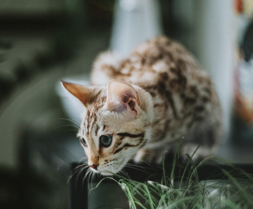 Seal Lynx Snow Bengal crouches alertly on a surface surrounded by green plants, its marbled coat and intense gaze sharply defined against a softly blurred background, showcasing the breed’s wild elegance and distinctive pattern.