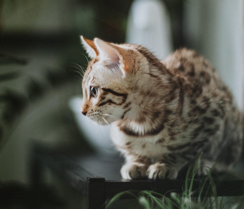 Seal Lynx Snow Bengal sits gracefully on a dark surface, its light brown coat with bold spots and stripes contrasting against green plants and a softly blurred background, emphasizing the breed’s wild beauty and alert profile.