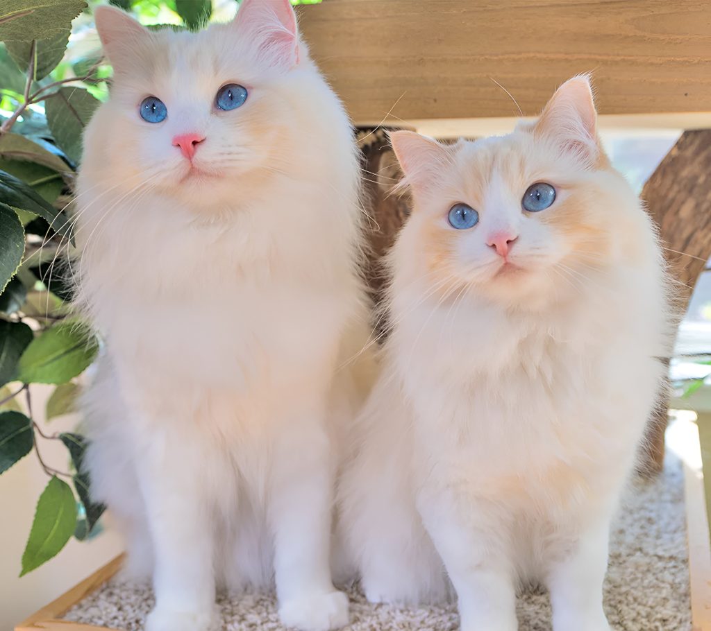 Male vs Female Ragdoll Cat in outdoor setting, showcasing two fluffy white Ragdolls with blue eyes and orange-tinted faces, sitting calmly on white pebbles beside green leaves.