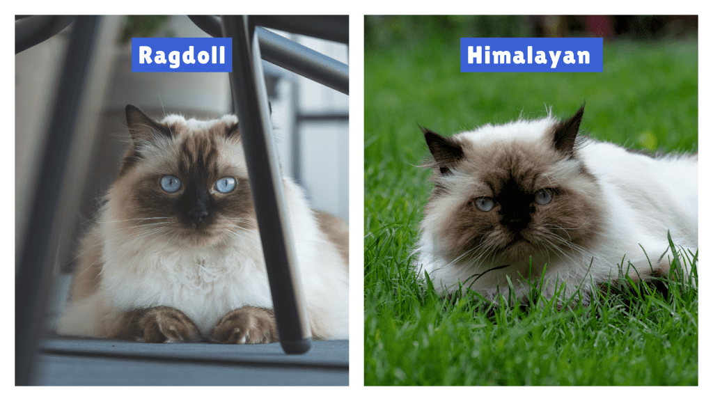 Ragdoll Cat vs Himalayan Cat side-by-side—Ragdoll indoors with blue eyes and soft cream fur; Himalayan outdoors on grass with similar coloring but a rounder face and denser coat. This image highlights key visual differences between the two fluffy breeds.