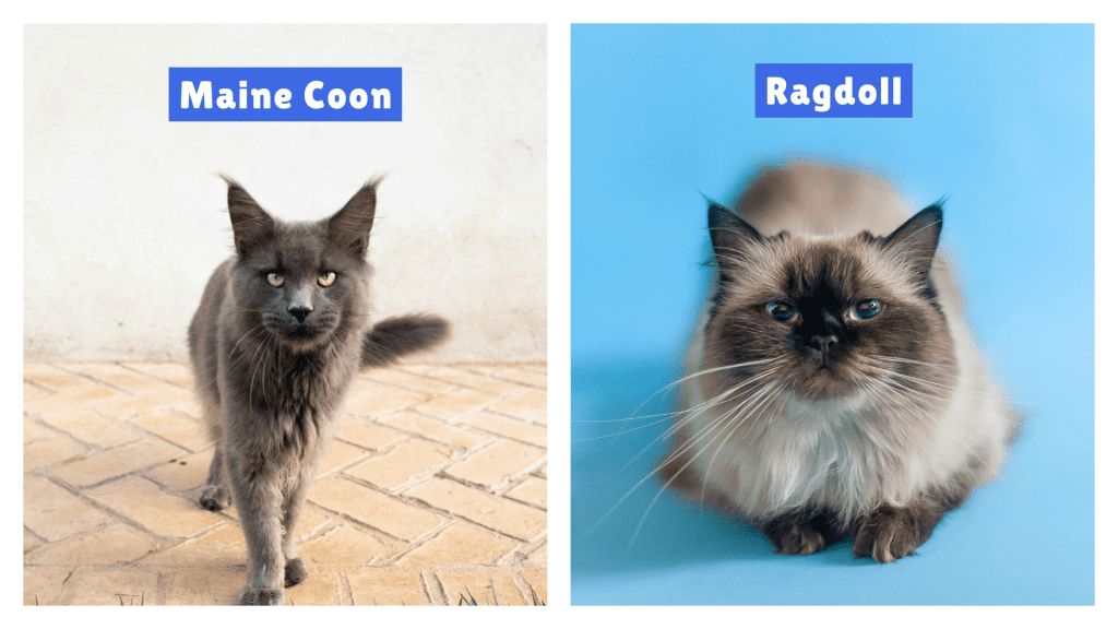 Maine Coon vs Ragdoll Cats comparison image showing a grey Maine Coon with pointed ears beside a light-colored Ragdoll with darker facial markings—clearly labeled and visually contrasting to highlight key breed differences for SEO and accessibility.