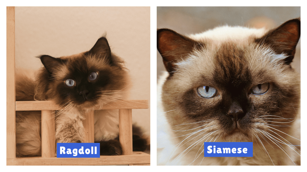 Ragdoll vs Siamese Cat comparison showing a fluffy Ragdoll with blue eyes and soft fur beside a sleek Siamese with sharper features and short coat—highlighting key breed differences in face shape, fur texture, and overall appearance.