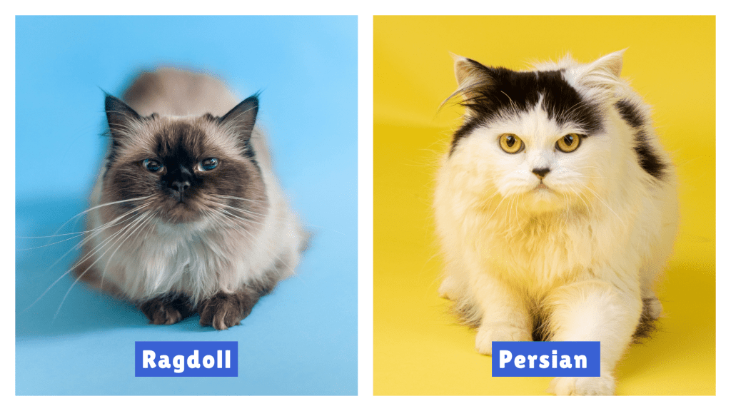 Ragdoll vs Persian Cat comparison showing a blue-eyed Ragdoll with pointed fur on a blue background beside a white Persian with black facial markings on a yellow background, highlighting breed differences.