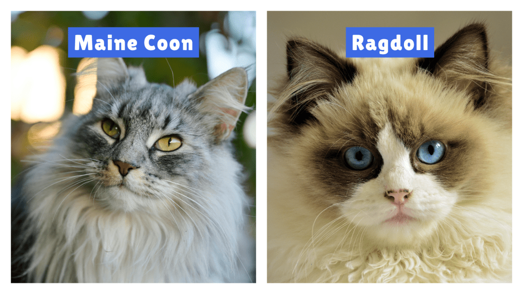 Maine Coon vs Ragdoll Cats side by side—Maine Coon features a thick coat, bushy tail, and expressive eyes, while the Ragdoll displays soft fur, blue eyes, and a unique facial pattern, highlighting key breed differences.