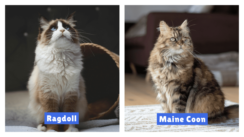 Maine Coon vs Ragdoll Cats side-by-side image featuring a green-eyed Maine Coon with a fluffy brown-black coat and a blue-eyed Ragdoll with a white-brown coat—clearly labeled to emphasize visual differences between these popular breeds.