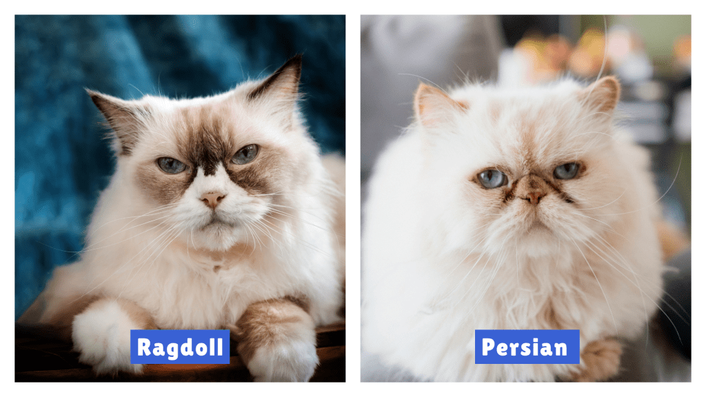 Side-by-side comparison of Ragdoll vs Persian cat breeds, showing a blue-eyed Ragdoll with a white-brown coat and a cream-colored Persian with a flat face, highlighting key visual differences for breed identification.