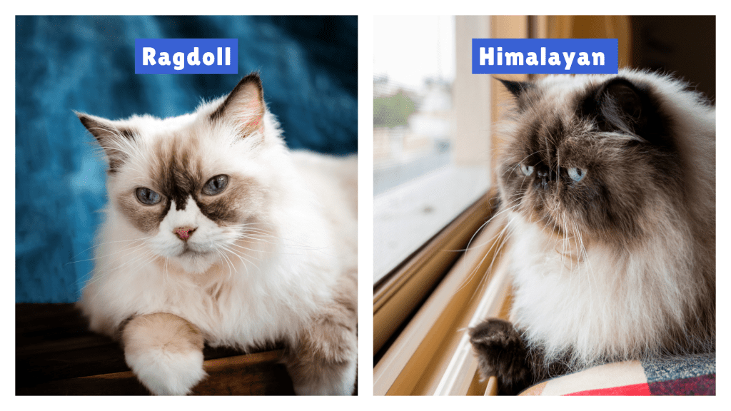 Ragdoll Cat vs Himalayan Cat comparison—Ragdoll with soft cream fur and distinct facial markings, Himalayan with fluffy coat and darker face gazing out a window. This side-by-side image highlights breed differences in coat texture, color, and expression.