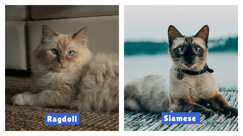Ragdoll vs Siamese Cat side-by-side comparison showing a fluffy, blue-eyed Ragdoll with a cream coat next to a sleek Siamese with dark facial points and short fur—highlighting key breed differences in coat texture, coloration, and overall appearance.