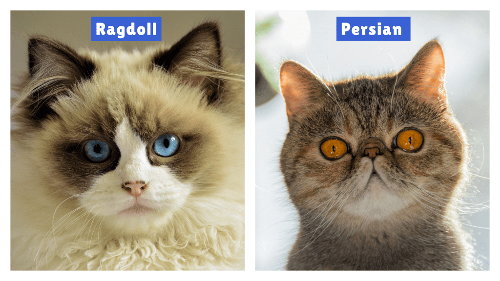 Ragdoll vs Persian Cat side-by-side comparison featuring a blue-eyed, fluffy Ragdoll with white-brown fur and a flat-faced Persian with orange eyes and a brown-gray coat, showcasing breed differences.