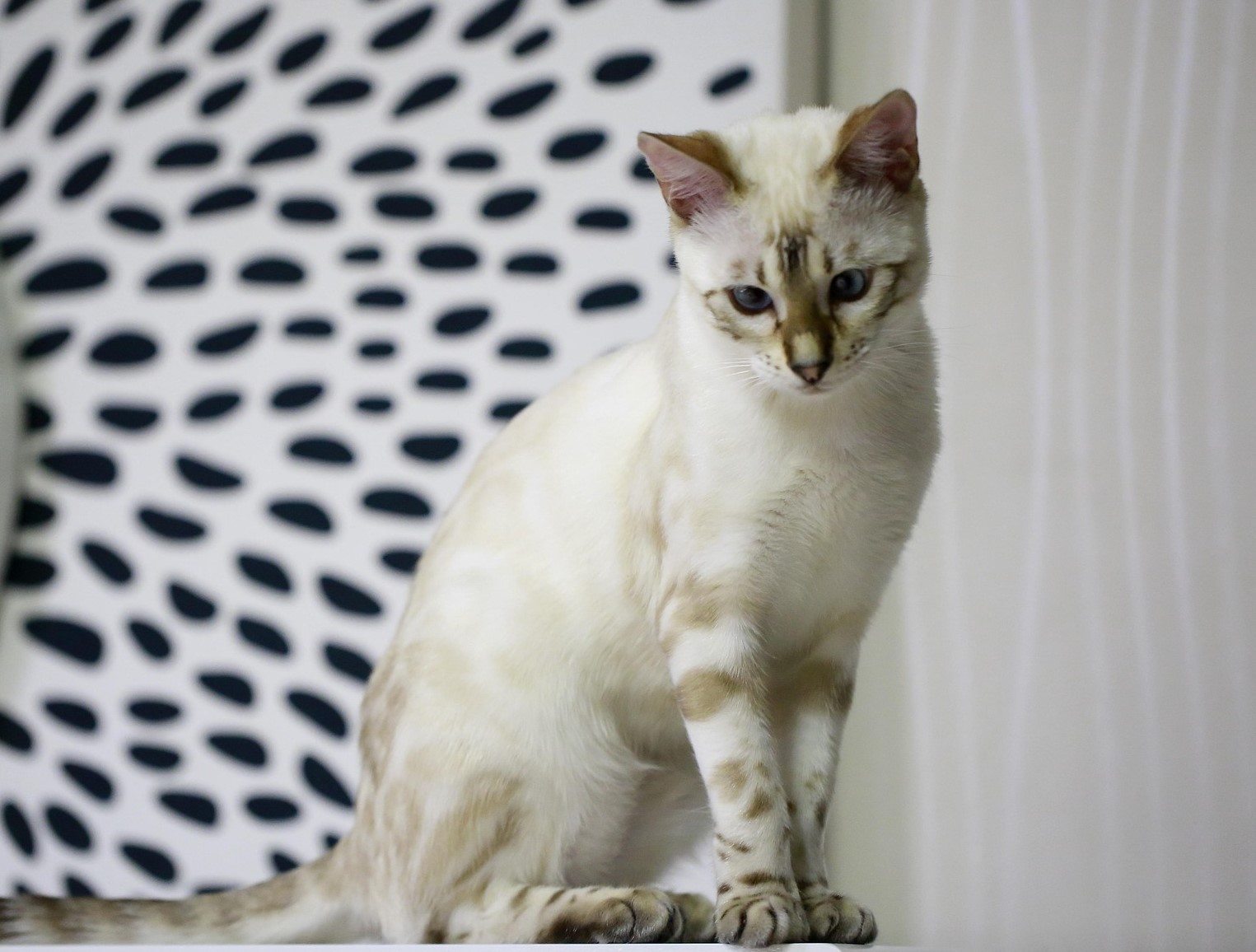 Cream-colored Snow Bengal cat with blue eyes sitting against a modern black-and-white patterned wall; ideal visual for content discussing Snow Bengal Cat prices, breed traits, and aesthetic appeal.