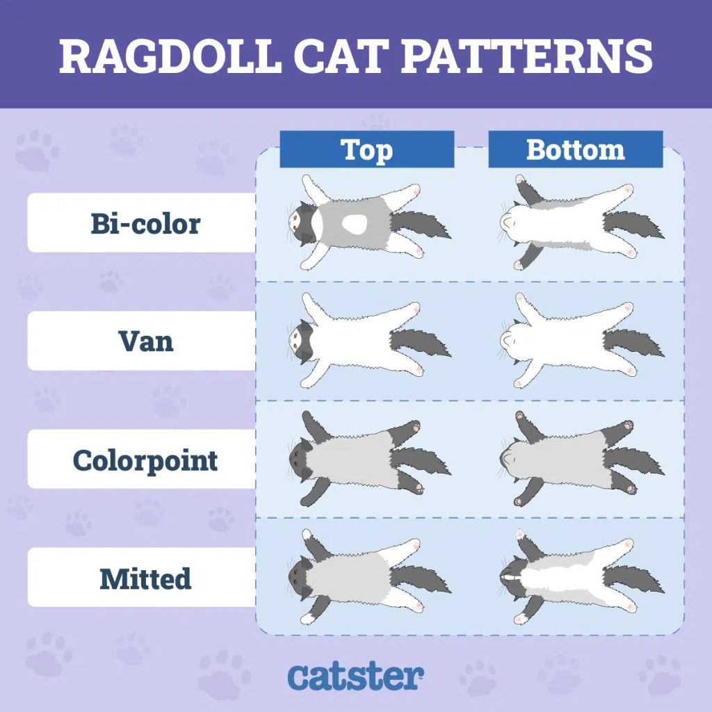 Chart illustrating All Ragdoll Cat Colors and Patterns, featuring Bi-color, Van, Colorpoint, and Mitted designs with top and bottom views of each coat type, highlighting fur color distribution.
