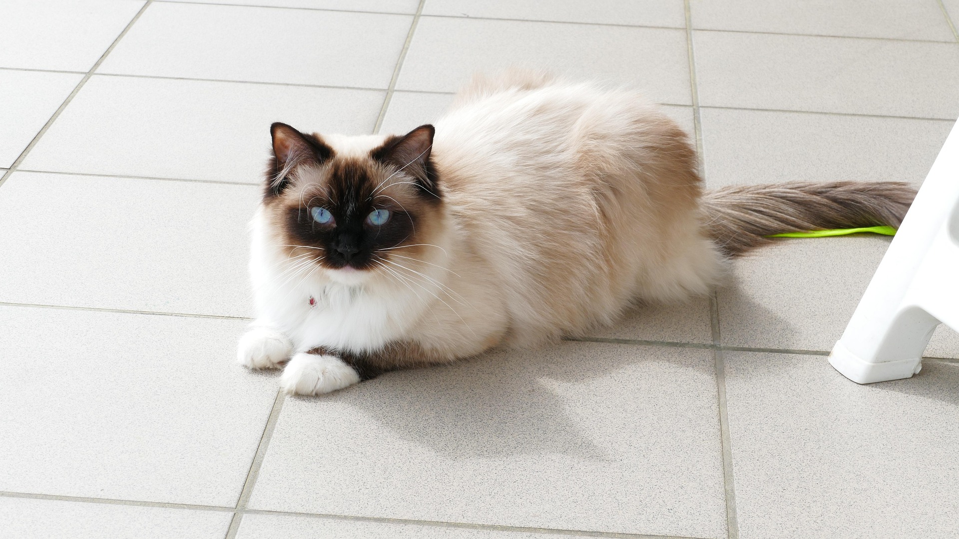 Fluffy Ragdoll cat with blue eyes lounges indoors on a shaded tiled floor, prompting the question: Can Ragdoll Cats Go Outside safely? This serene setting highlights the breed’s calm nature and indoor preference, ideal for discussions on outdoor access and pet safety.