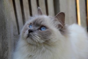 Fluffy Ragdoll cat with striking blue eyes gazes upward against a wooden backdrop, featured in our guide on 5 Homemade Food Recipes for Ragdoll Cats—perfect for pet owners seeking nutritious, tailored meals.