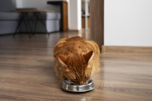 Orange tabby cat eating from a metal bowl on a wooden floor in a cozy home setting, illustrating a typical Bengal cat diet routine focused on hydration and balanced nutrition.