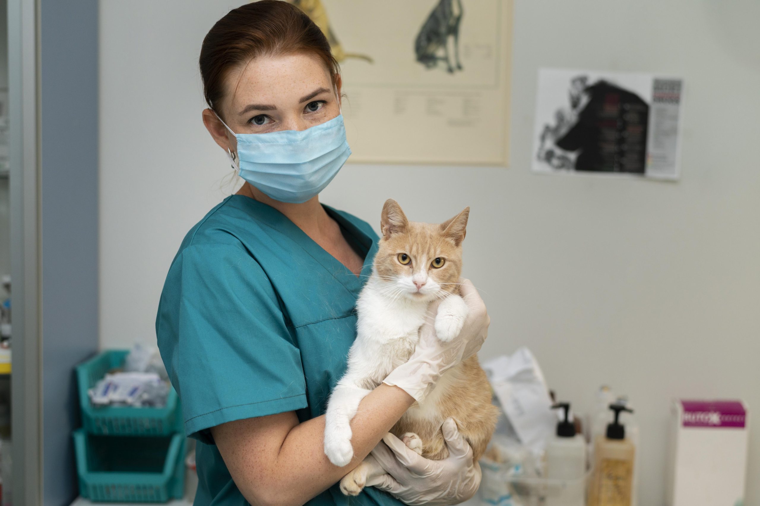 Veterinarian in teal scrubs holding a calm orange and white cat at a clinic, illustrating professional pet care. Ideal for articles answering “How Much Is It to Deworm a Cat,” this image highlights the veterinary setting and compassionate handling involved in feline deworming procedures.