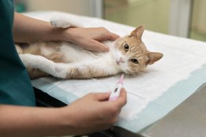 Veterinarian gently examines a calm cat during a routine check-up, illustrating best practices in feline healthcare. Ideal for articles on how to deworm kittens and cats, this image highlights professional care and the importance of regular vet visits in parasite prevention.