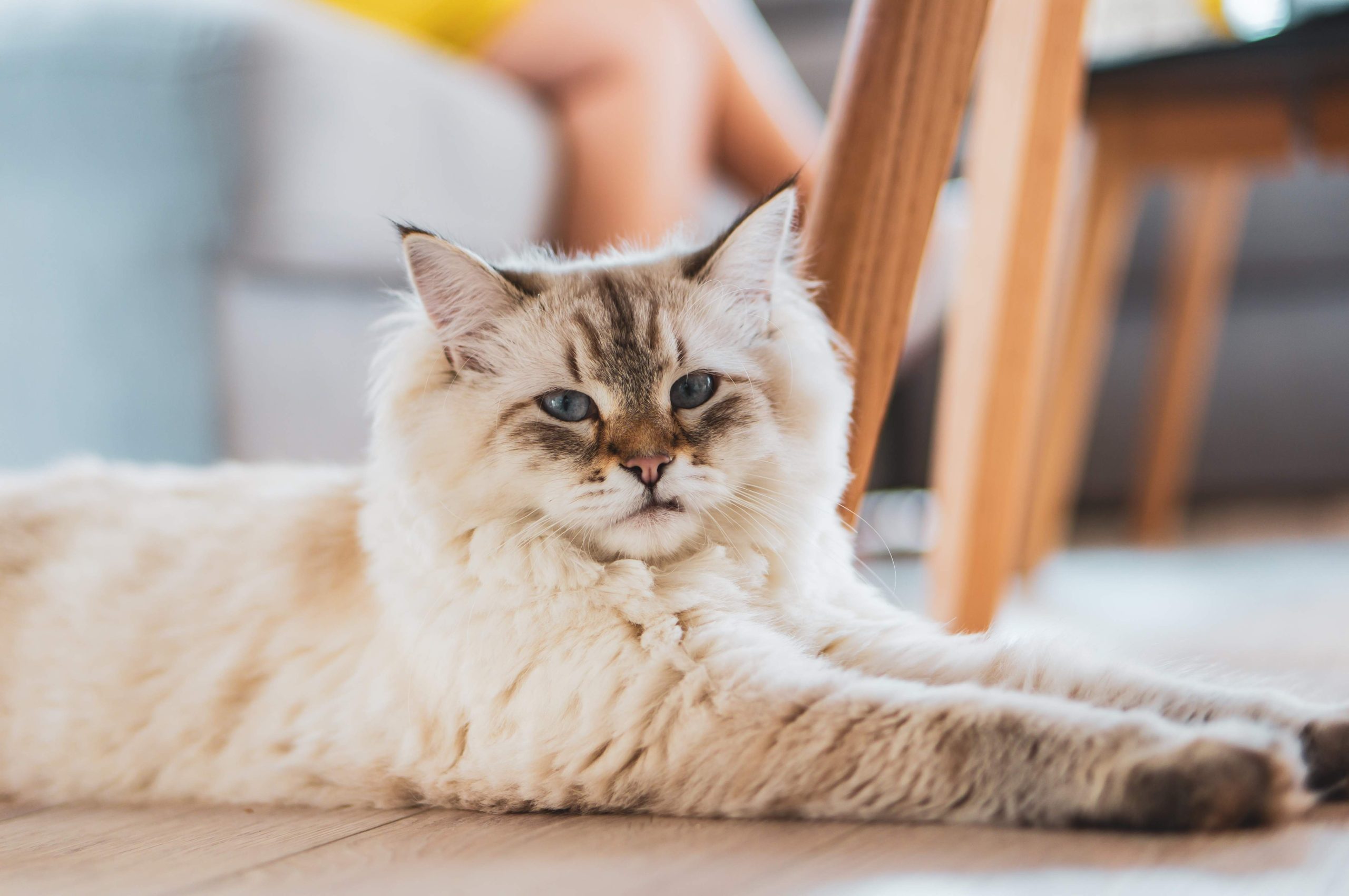 Fluffy Ragdoll cat with blue eyes and pointed markings lies relaxed on a wooden floor, highlighting its calm indoor nature—ideal for answering the question, Are Ragdoll Cats High Maintenance?