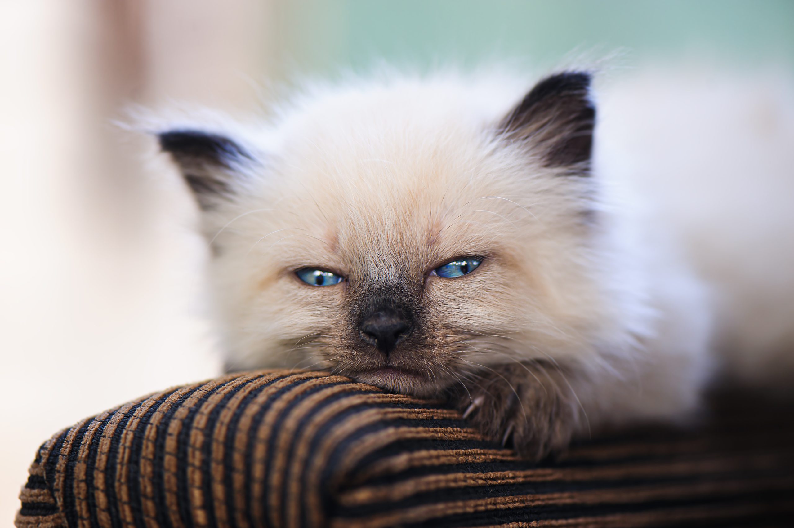 Ragdoll cat lying on a striped cushion, showing a relaxed posture—ideal for illustrating contrasts in the article 9 Signs Your Ragdoll Cat Is in Pain, which explores subtle behavioral and physical cues of feline discomfort.
