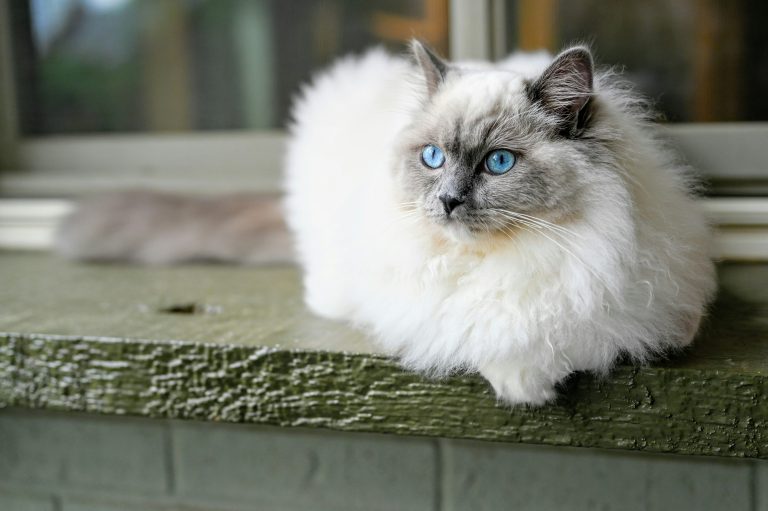 Fluffy Ragdoll cat with blue eyes and a white-gray coat sits on a green wooden surface indoors, illustrating “How Much Does a Ragdoll Cat Cost in 2025” with its premium breed features and serene demeanor.