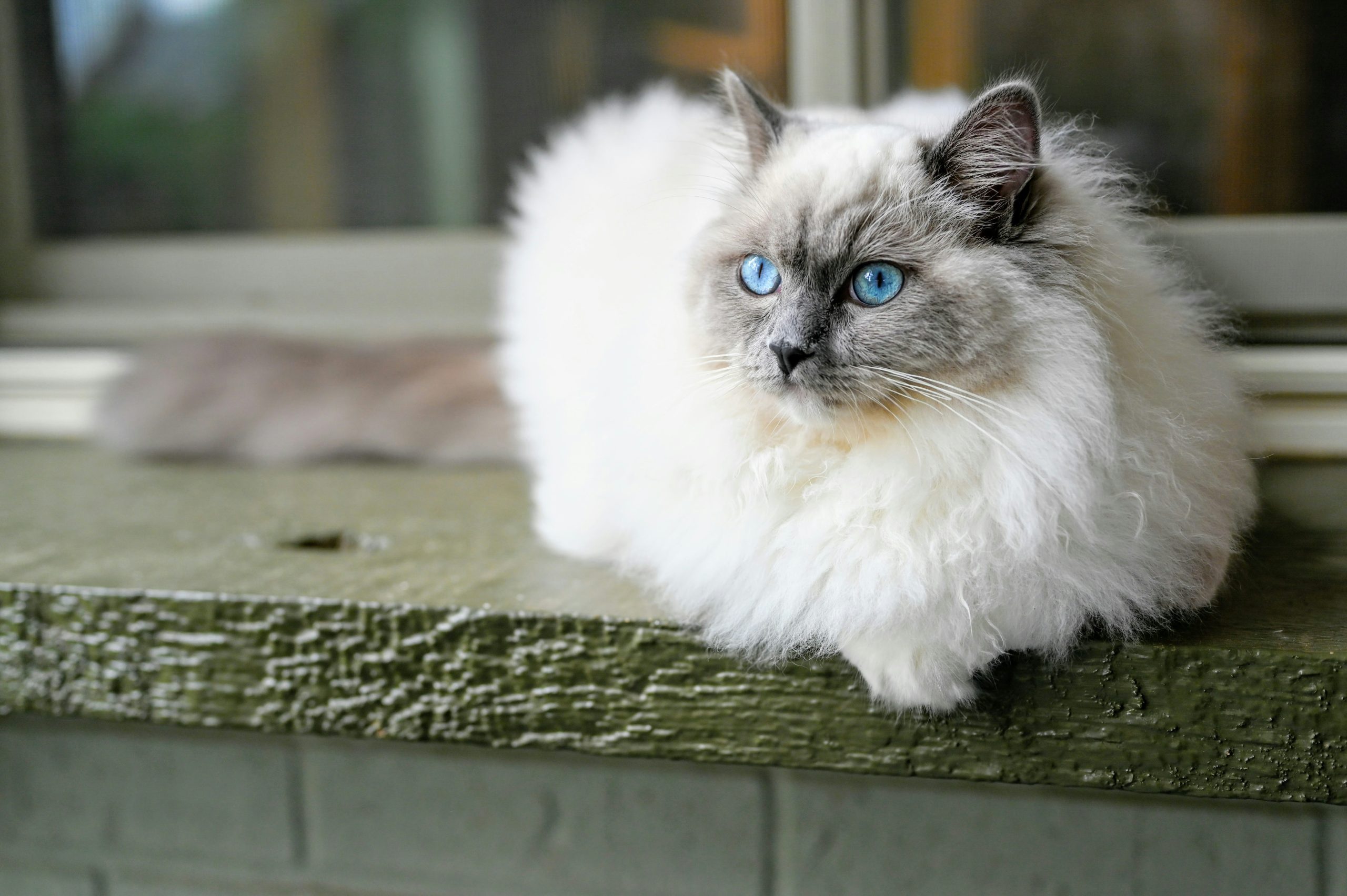 Fluffy Ragdoll cat with blue eyes and a white-gray coat sits on a green wooden surface indoors, illustrating “How Much Does a Ragdoll Cat Cost in 2025” with its premium breed features and serene demeanor.