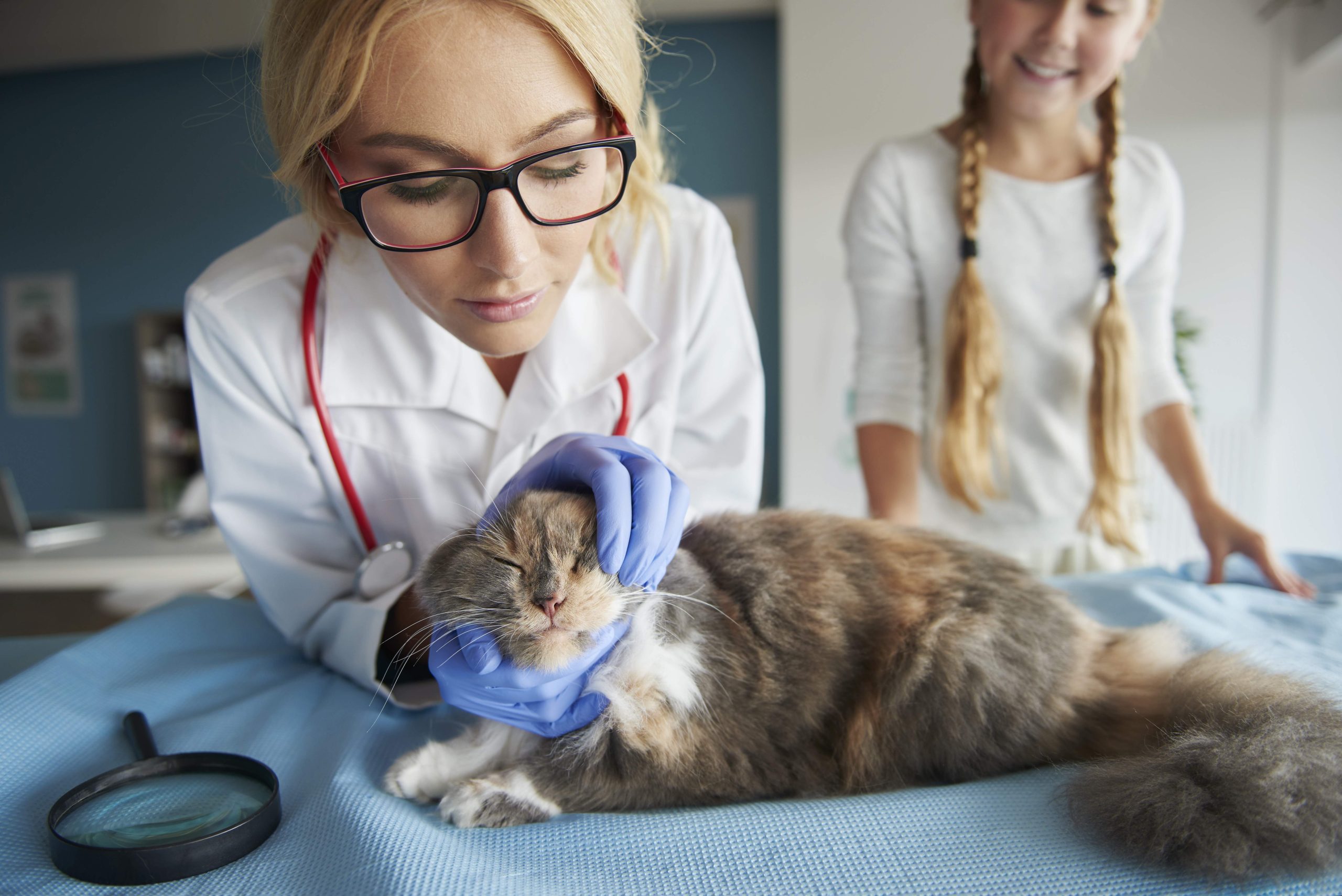 Veterinarian examines Ragdoll cat on clinic table, illustrating key steps in How To Choose The Right Veterinarian For Ragdoll Cats—emphasizing expert care, breed-specific attention, and trust in professional pet healthcare.