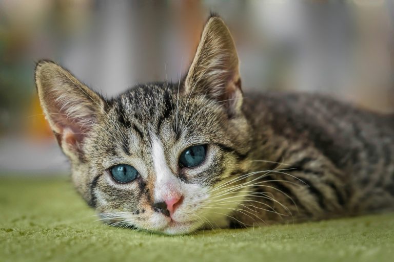 Blue-eyed tabby kitten resting on a green surface, ideal for illustrating a Kitten Deworming Schedule. The calm pose and alert expression highlight early health care needs, making this image perfect for blogs or guides on kitten wellness and parasite prevention.