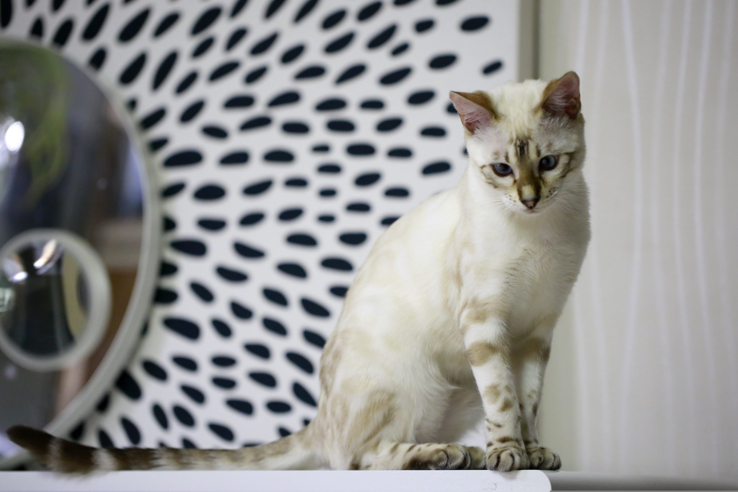 Snow Bengal Cat with cream fur and brown markings sits calmly on a white surface, framed by a modern black-and-white patterned wall and circular decor. Its attentive gaze and striking coat highlight the breed’s elegance in a contemporary setting.