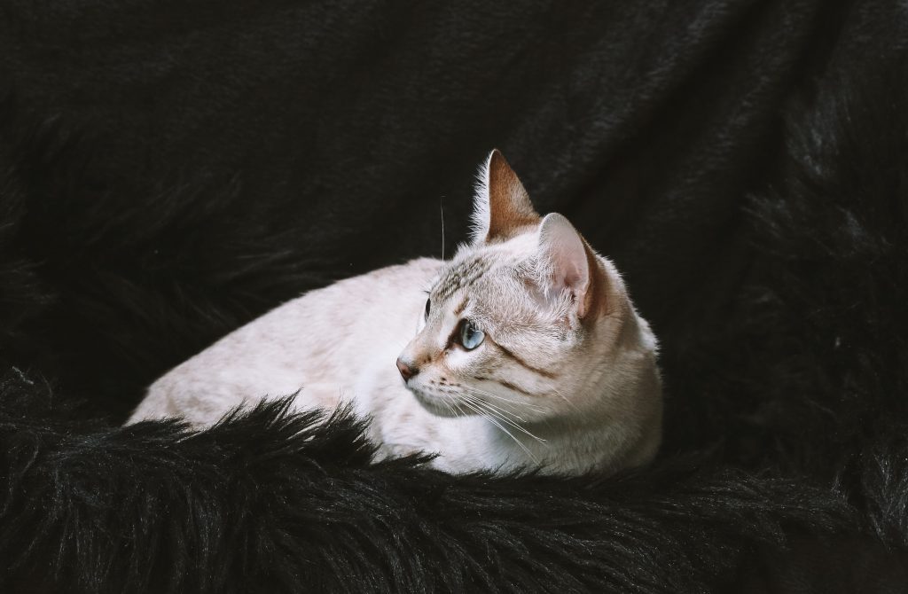 Snow Bengal Cat with a soft cream-gray coat and striking blue eyes lies peacefully on a black furry surface, its dark facial markings and serene gaze highlighted against a textured dark background for dramatic visual contrast.