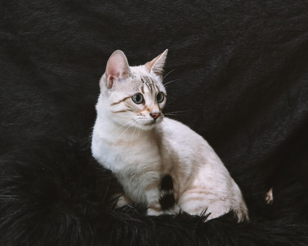 Snow Bengal Cat with a cream and white coat, bold facial markings, and piercing blue eyes sits alertly on a black furry surface against a dark textured backdrop, creating a dramatic contrast that highlights the breed’s exotic elegance.