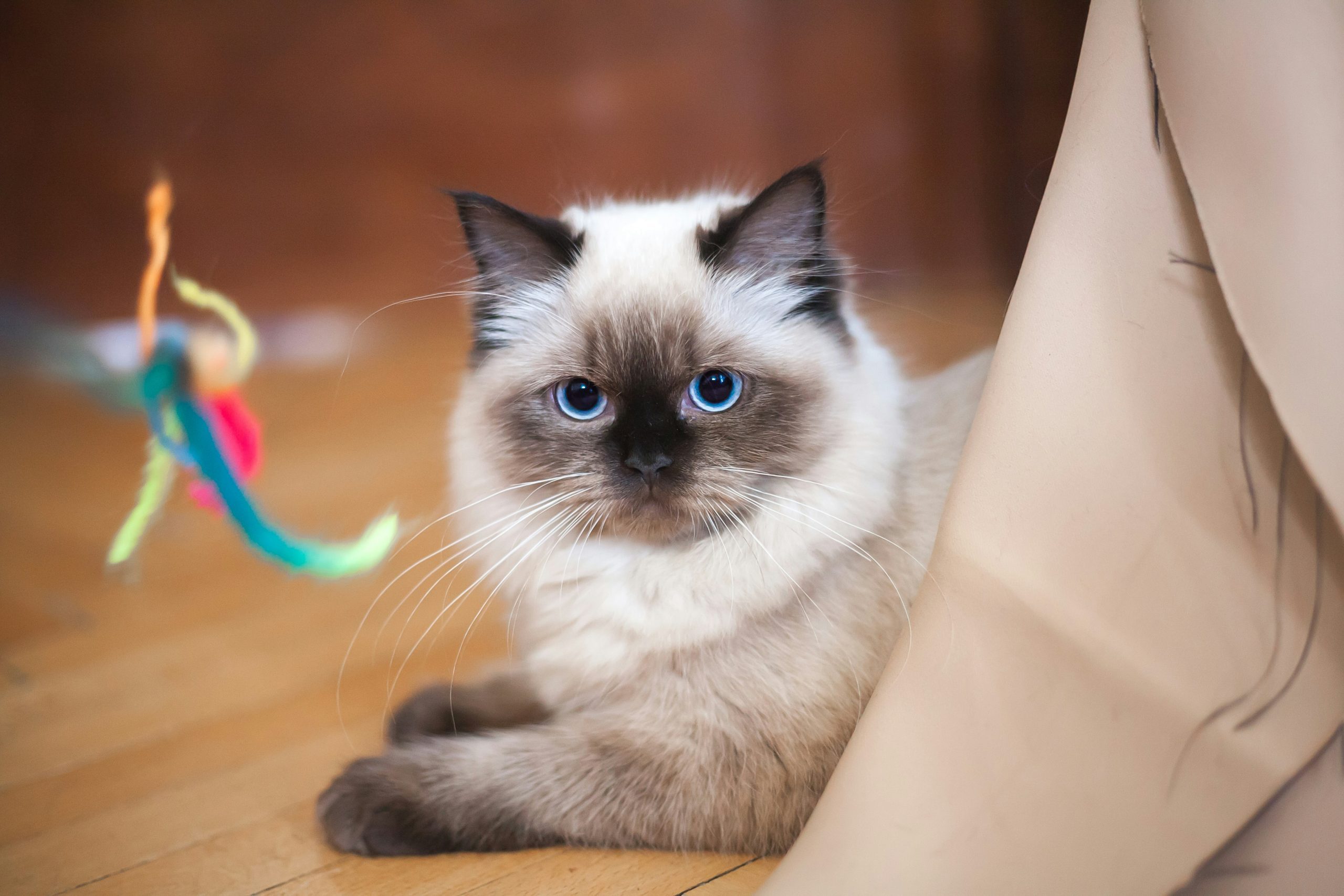 Fluffy Ragdoll kitten with blue eyes lies on a wooden floor, partially covered by a beige curtain, gazing at the camera. A colorful toy sits blurred in the background. Ideal for guides on How to Litter Train a Ragdoll Kitten, this image captures the breed’s calm demeanor and indoor environment suited for litter training.