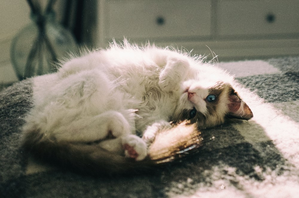 Ragdoll cat with blue eyes and white fur lies on its back indoors, appearing calm—contrasting typical Signs of Stress and Anxiety in Ragdoll Cats like hiding or restlessness.