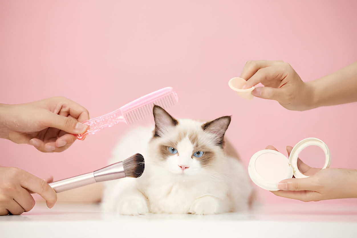 White and brown Ragdoll cat with blue eyes sits calmly as three hands humorously demonstrate grooming tools—pink comb, makeup brush, and powder puff—illustrating a playful take on How to Brush a Ragdoll Cat for pet care and SEO-focused content.