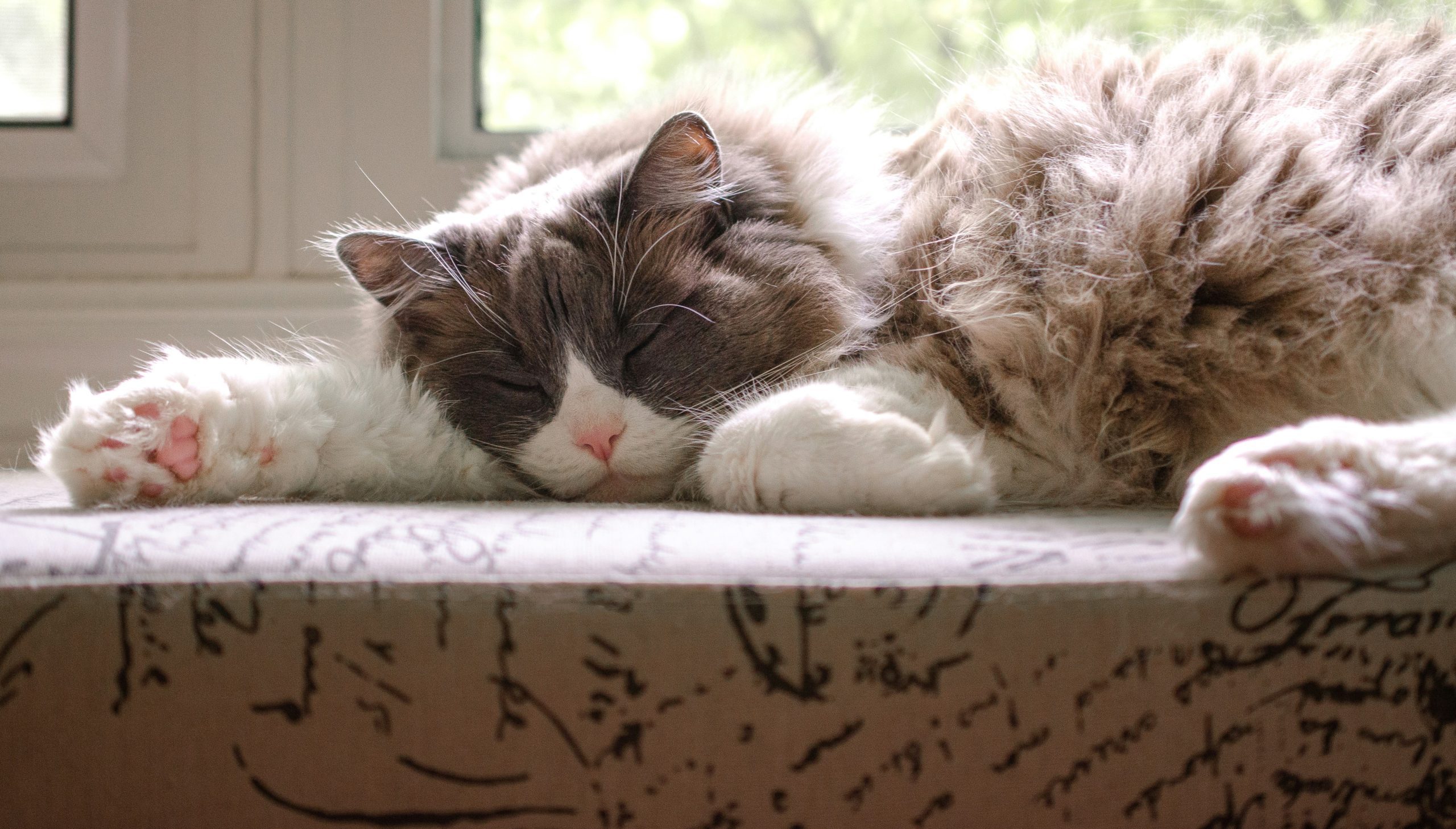 White and brown Ragdoll cat peacefully sleeping on patterned fabric near a sunlit window, illustrating the calm demeanor often associated with the breed. Ideal for articles exploring How Long Do Ragdoll Cats Live, this serene image supports content about their lifespan and care.