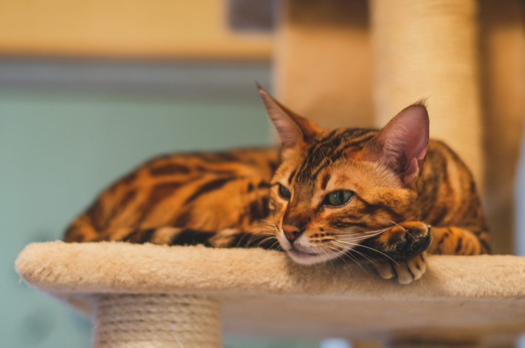 Bengal cat resting on a cat tree, showcasing its exotic coat—an ideal visual for discussing Common Bengal Cat Health Problems like joint issues and digestive sensitivities.