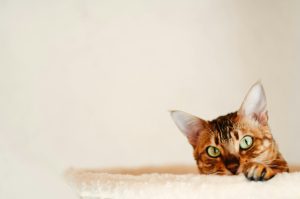 Close-up of a curious Bengal cat with green eyes peeking over a cream perch—an ideal visual for articles or listings discussing Bengal Cat Prices 2025 and breed traits.