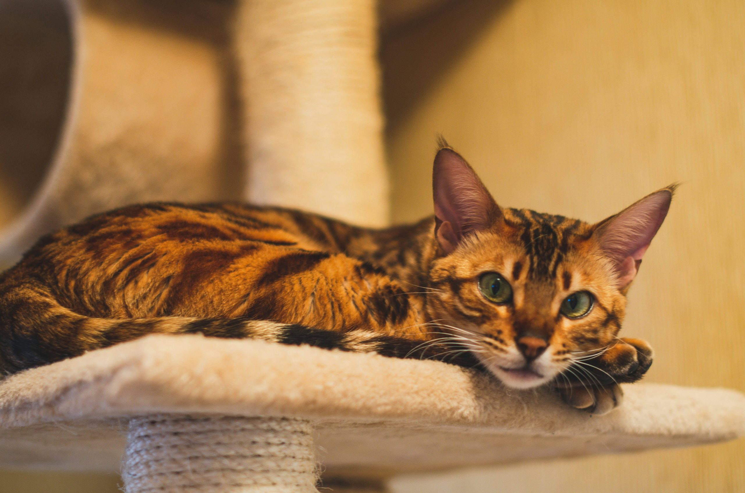 Bengal cat with vivid orange and black markings lounges alertly on a beige cat tree. Known for their exotic look, Bengal cats often raise the question: Are Bengal Cats Hypoallergenic? This image highlights their sleek coat and indoor lifestyle, relevant to allergy-conscious pet owners seeking stylish, low-shedding companions.