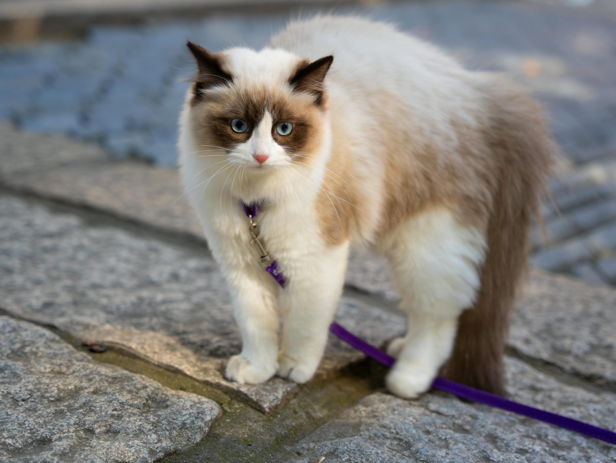 Ragdoll cat with white and brown fur on a purple leash outdoors, illustrating Clicker Training for Ragdoll Cats in a real-world walking scenario.