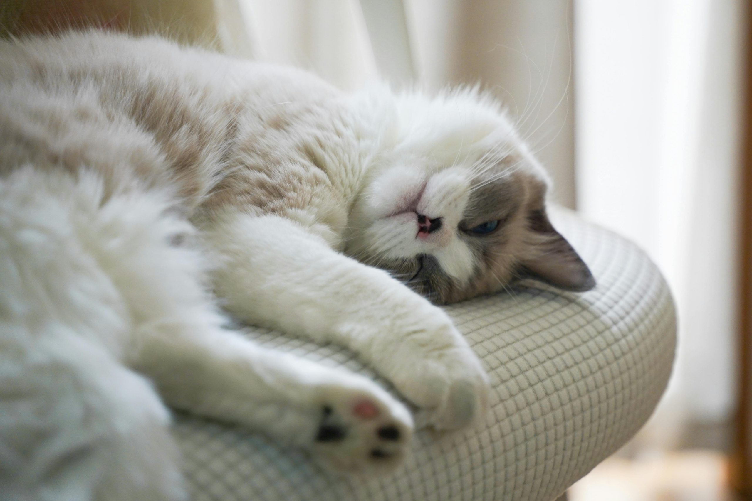 Ragdoll cat resting on a soft indoor cushion, showcasing a typical cozy spot in answer to “Where Do Ragdoll Cats Like to Sleep?”—sunlit, quiet spaces with plush surfaces that match their calm nature.