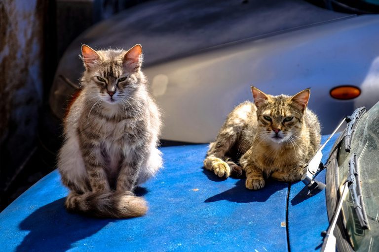 Two feral cats rest on a sunlit blue car hood—one fluffy and upright, the other a relaxed tabby—capturing a peaceful moment outdoors. This image supports guides on how to deworm feral cats by illustrating their natural behavior and environment, ideal for educational or veterinary content focused on humane care and outdoor colony management.