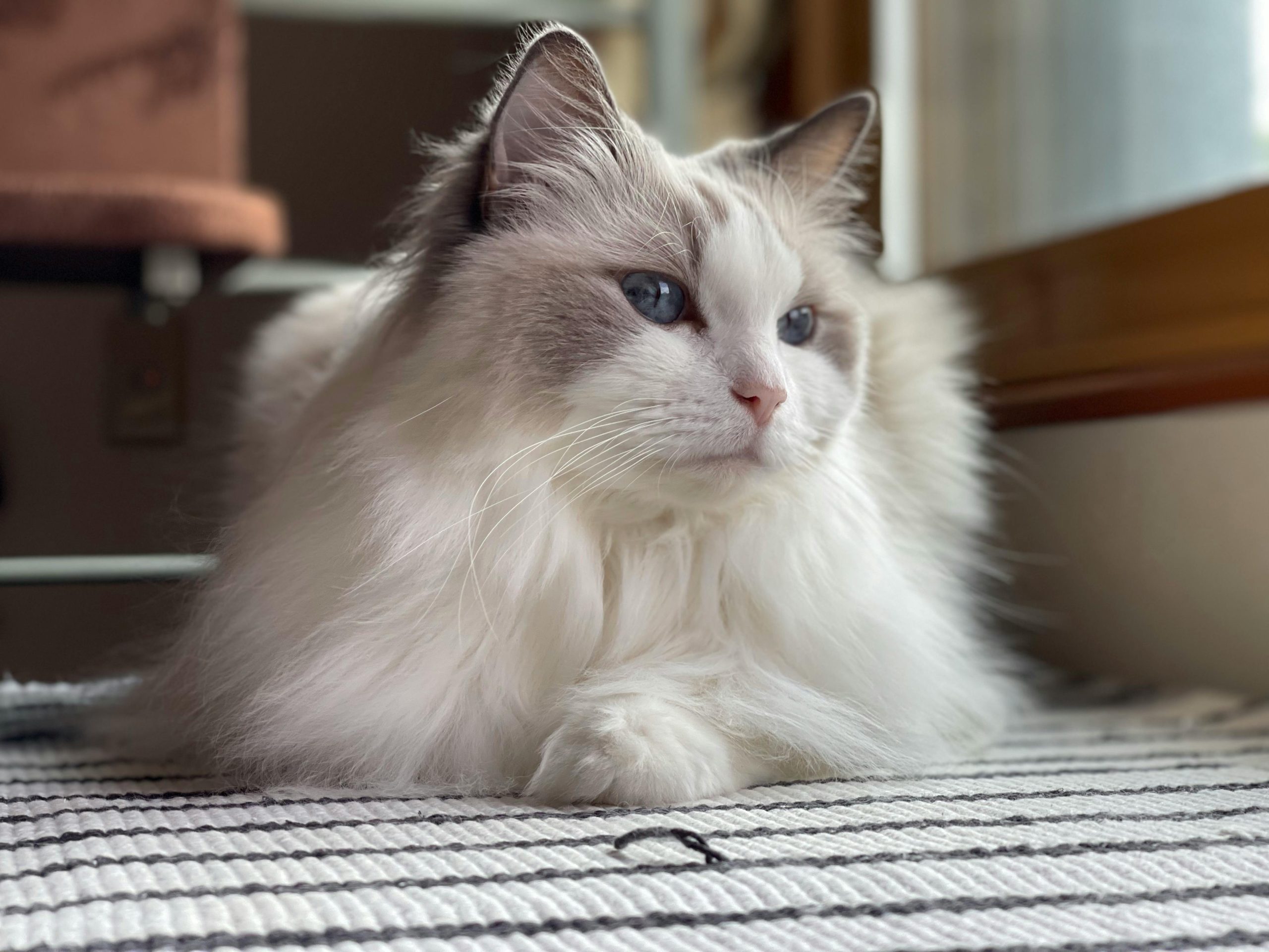 How to Identify a Ragdoll Cat: A relaxed Ragdoll with blue eyes and a soft white-grey coat lies on a striped rug, showcasing the breed’s signature semi-long fur and gentle demeanor.