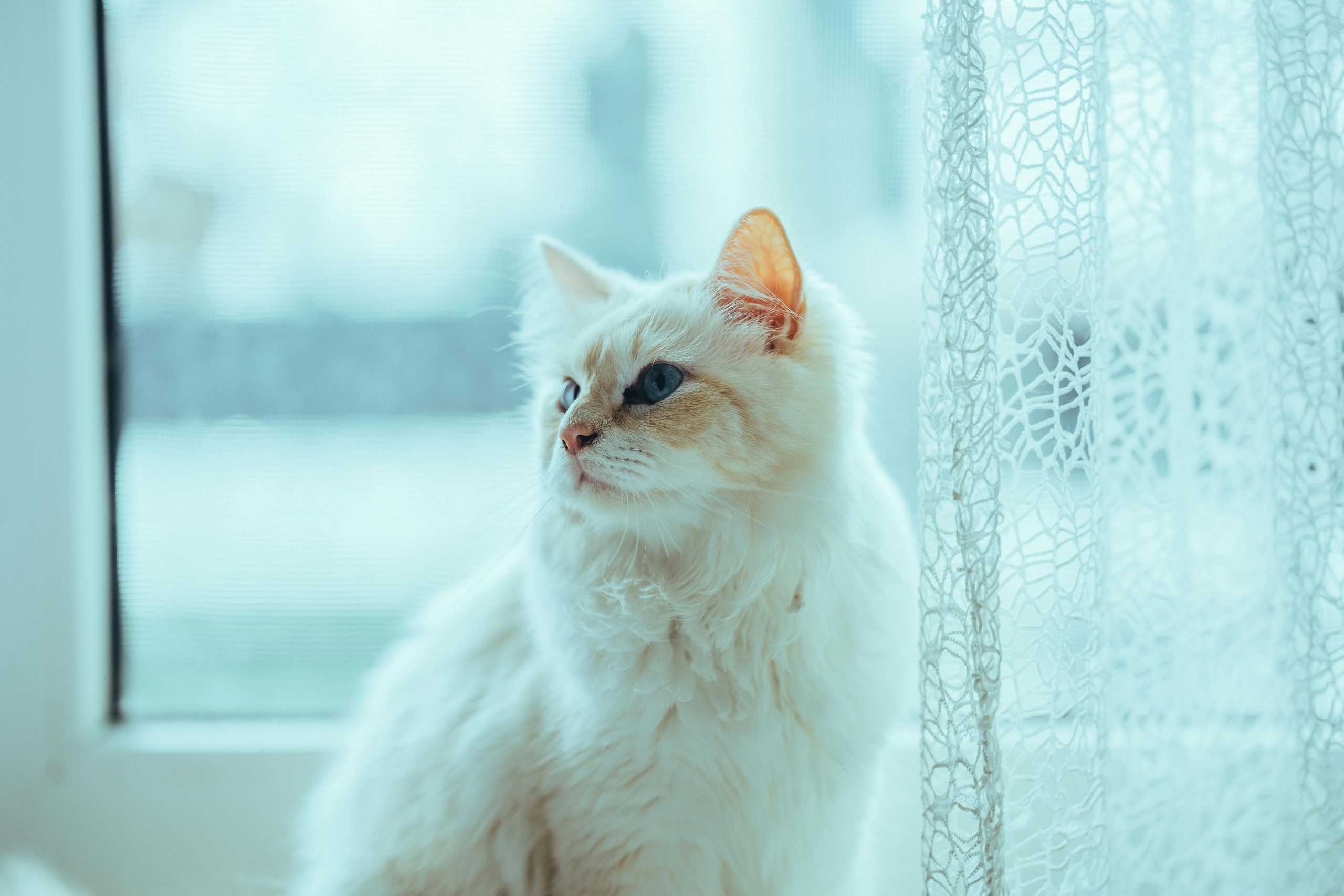 Fluffy white Ragdoll cat with blue eyes sits pensively by a window, partially hidden by a lace curtain—ideal visual for articles exploring “Why Does My Ragdoll Cat Not Use the Litter Box” and offering insights into litter box avoidance in this breed.