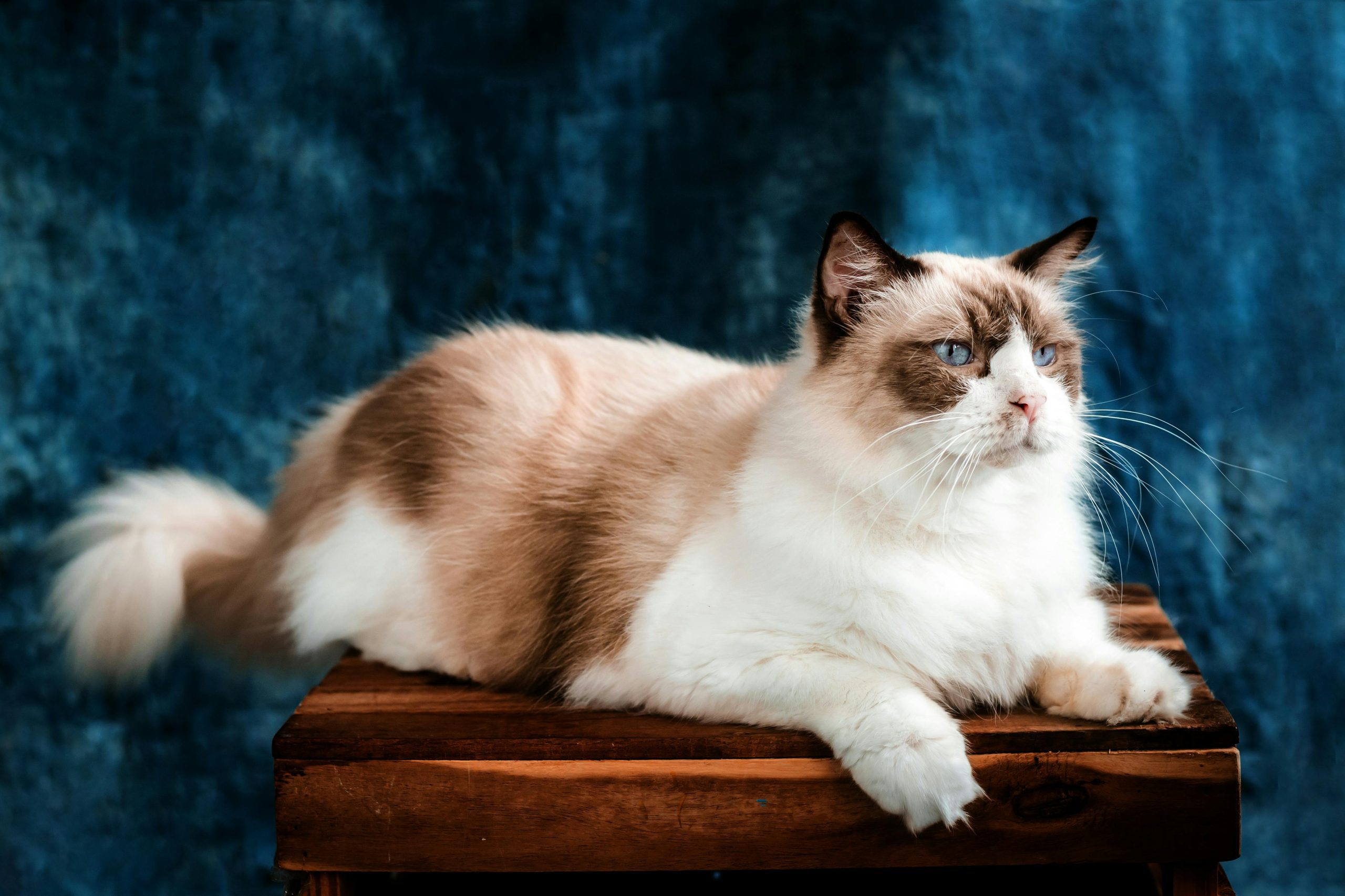 Cream-colored Ragdoll cat with blue eyes and brown markings lying on wood, illustrating adult size—ideal for answering “When Do Ragdoll Cats Stop Growing” and showcasing breed traits.