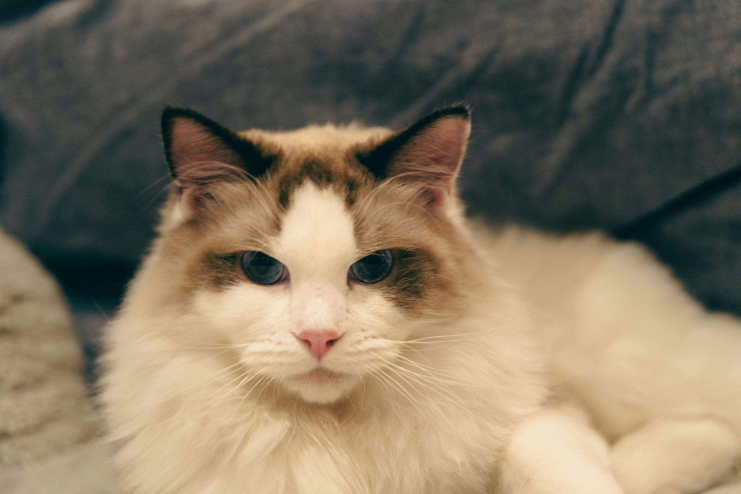 Fluffy Ragdoll cat with dark-tipped ears resting on a soft, dark surface, highlighting its light-colored fur—ideal for illustrating the topic "Do Ragdoll Cats Need Baths?" with a focus on grooming needs and coat care.