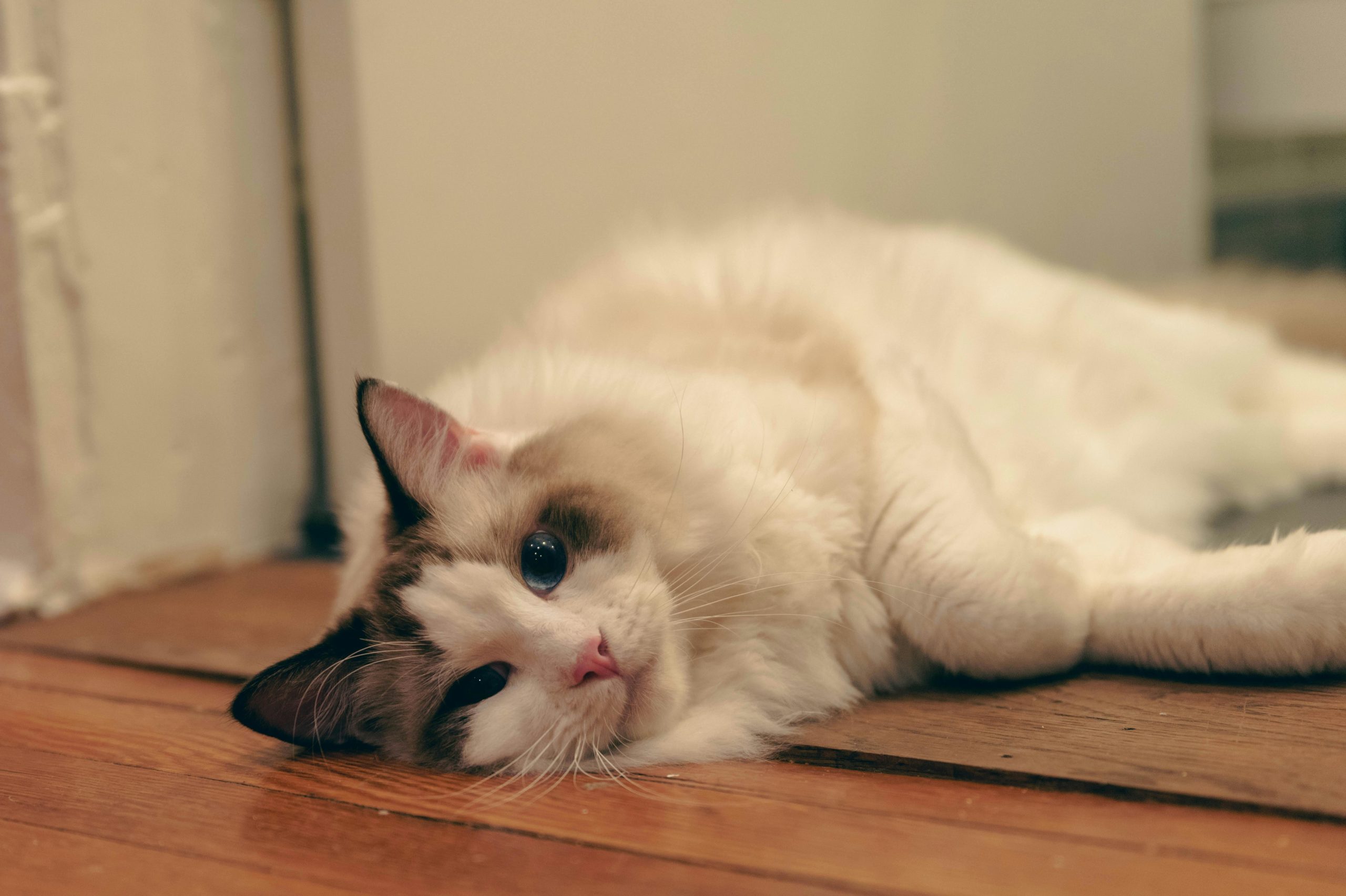 Large Ragdoll cat with blue eyes and a plush white-and-brown coat lying on a wooden floor, illustrating the breed’s size and answering the question: How Big Do Ragdoll Cats Get.