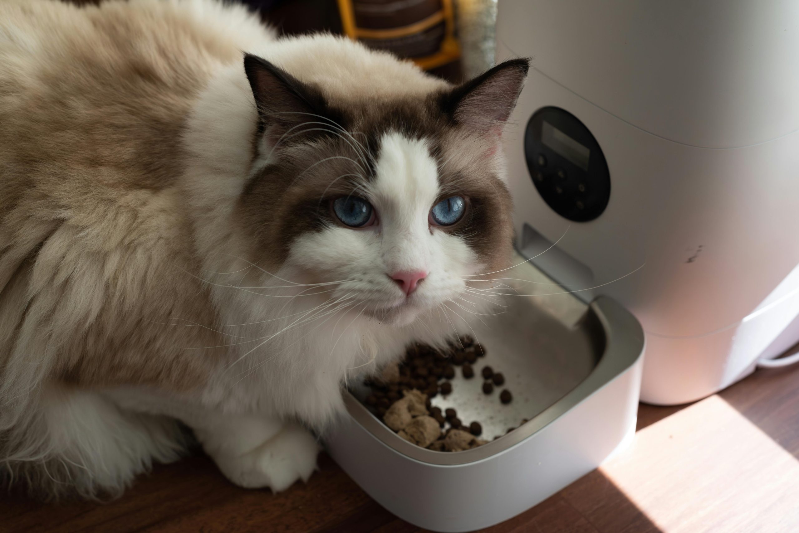 Fluffy Ragdoll cat with striking blue eyes stands beside a digital pet food dispenser filled with dry food, illustrating the essentials of a Complete Ragdoll Cat Diet Guide for optimal feline nutrition and feeding routines.