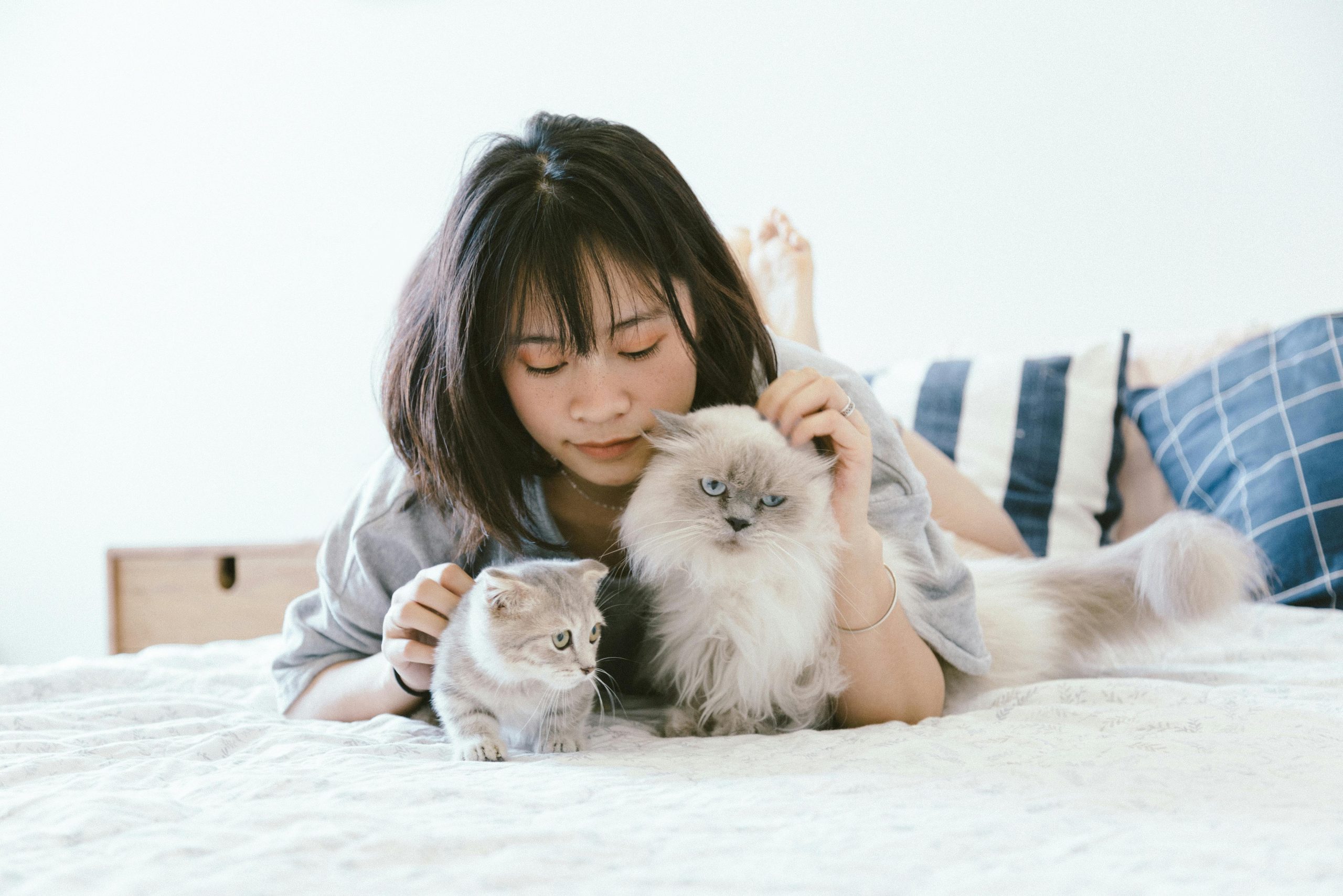 A person relaxes on a cozy bed, gently petting two cats—one a Ragdoll—highlighting their affectionate nature. Are Ragdoll Cats Friendly? This warm moment suggests they are, making Ragdolls ideal companions.
