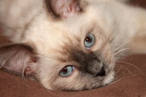 Close-up of a Ragdoll kitten’s ear and fur, illustrating the importance of Ragdoll Kitten Vaccination & Preventive Care for maintaining optimal health, early disease detection, and long-term well-being.