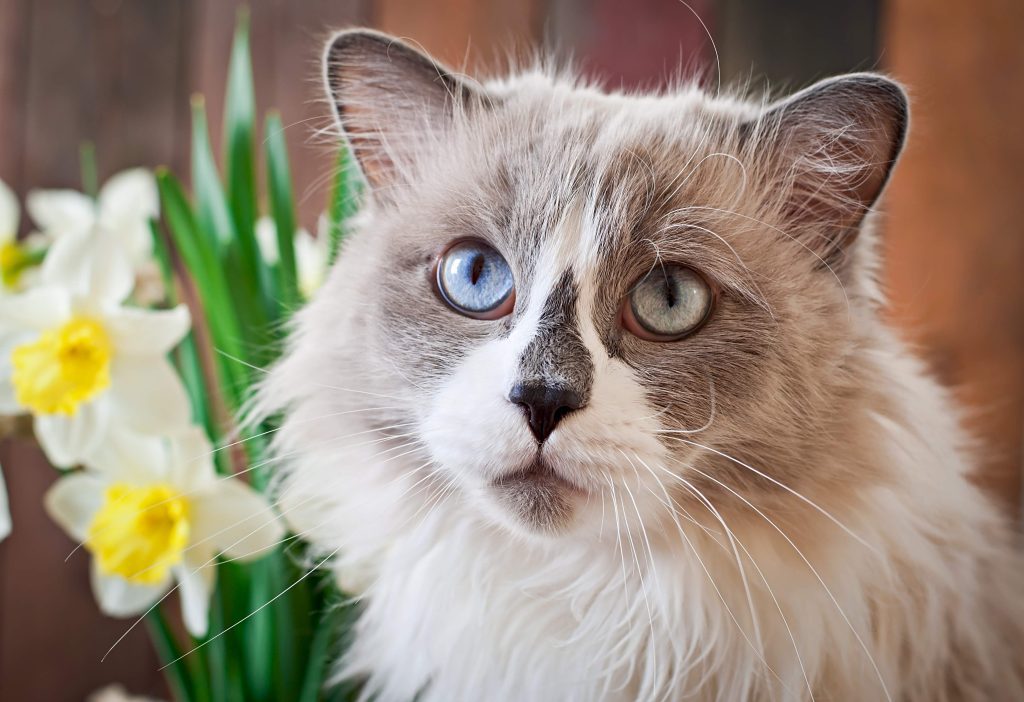 Fluffy Ragdoll cat with blue eyes and gray facial markings sits near daffodils, gazing quietly—raising the question: Are Ragdoll Cats Vocal or simply serene?